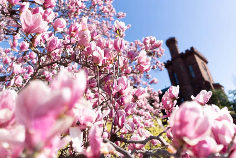 Pink magnolia blossoms framing a brick castle turret against a clear blue sky
