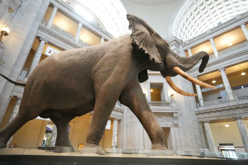 Life-size taxidermy elephant striding through a marble rotunda with tiered balconies