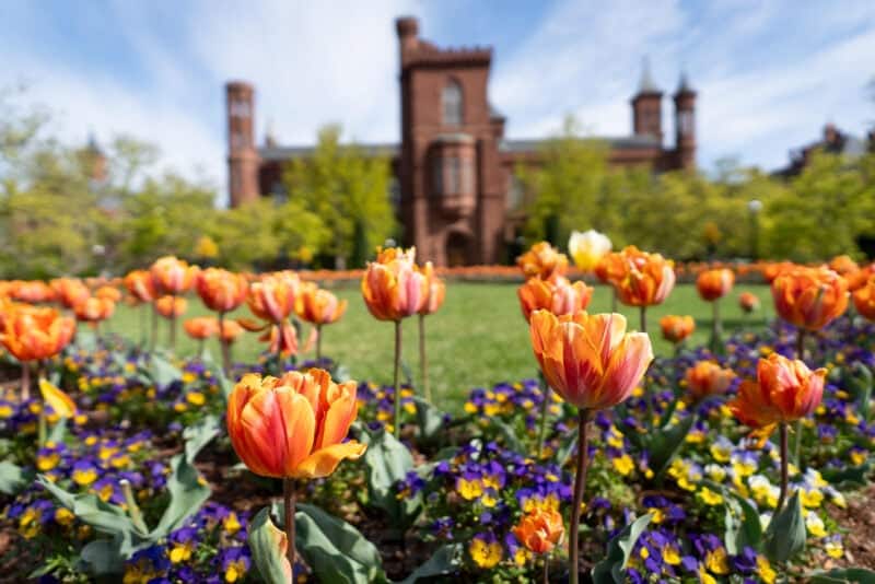 Orange and pink tulips blooming in front of the red-brick Smithsonian Castle in Washington DC