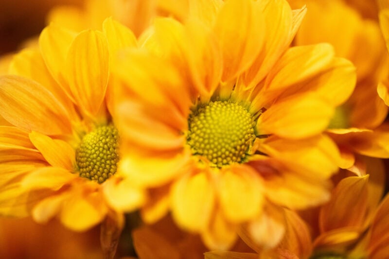 Nikon D850 Sample Image. Photo by David Coleman - havecamerawilltravel.com