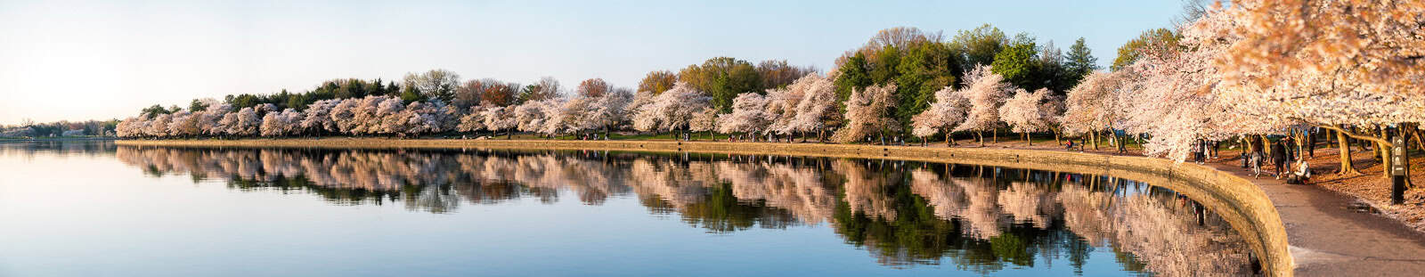 Panorama of Washington DC's cherry blossoms at the Tidal Basin