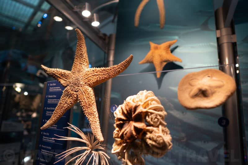 Dried starfish and sea life specimens displayed in a natural history museum case