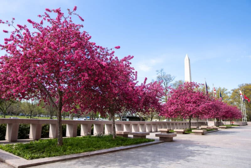Pink flowering trees lining a path toward the Washington Monument obelisk