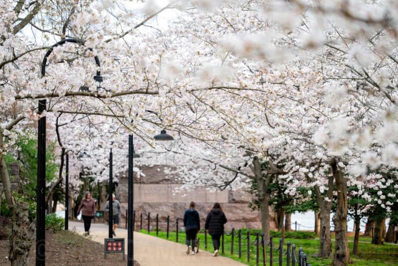 Washington DC Cherry Blossoms - DATE, 2024 - CHERRYBLOSSOMWATCH.COM. Photo by David Coleman - havecamerawilltravel.com