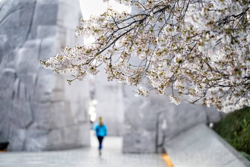 Washington DC Cherry Blossoms - DATE, 2024 - CHERRYBLOSSOMWATCH.COM. Photo by David Coleman - havecamerawilltravel.com