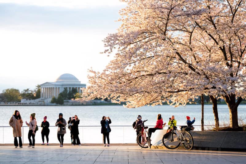 Washington DC Cherry Blossoms - DATE, 2024 - CHERRYBLOSSOMWATCH.COM. Photo by David Coleman - havecamerawilltravel.com