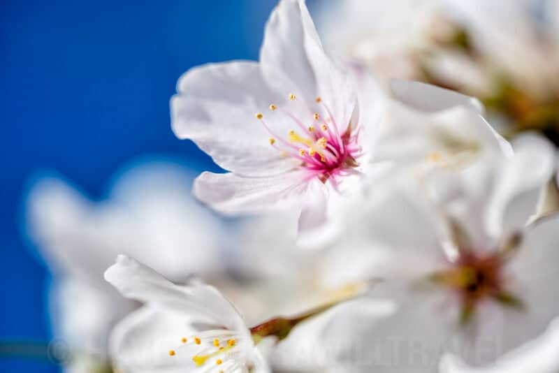 Washington DC Cherry Blossoms - DATE, 2024 - CHERRYBLOSSOMWATCH.COM. Photo by David Coleman - havecamerawilltravel.com