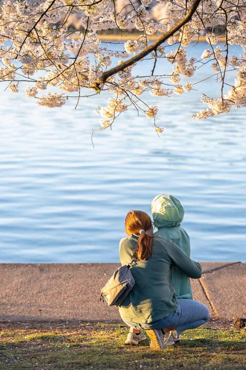 Washington DC Cherry Blossoms - DATE, 2024 - CHERRYBLOSSOMWATCH.COM. Photo by David Coleman - havecamerawilltravel.com