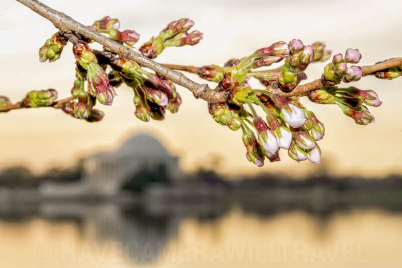 Washington DC Cherry Blossoms - March 13, 2024 - CHERRYBLOSSOMWATCH.COM. Photo by David Coleman - havecamerawilltravel.com