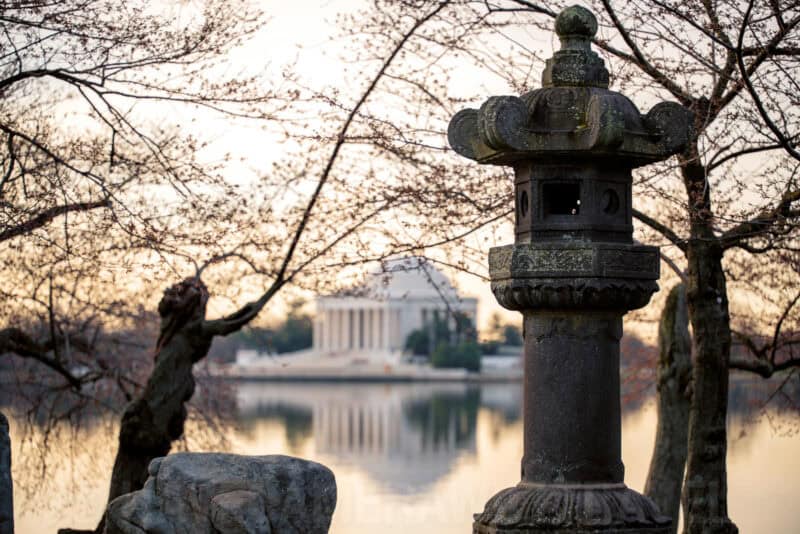 Washington DC Cherry Blossoms - March 13, 2024 - CHERRYBLOSSOMWATCH.COM. Photo by David Coleman - havecamerawilltravel.com