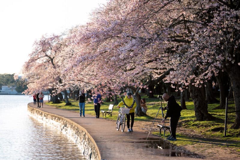 Washington DC Cherry Blossoms - March 16, 2024 - CHERRYBLOSSOMWATCH.COM. Photo by David Coleman - havecamerawilltravel.com