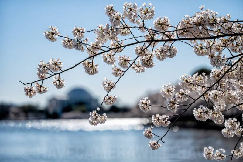 Washington DC Cherry Blossoms - March 21, 2024 - CHERRYBLOSSOMWATCH.COM. Photo by David Coleman - havecamerawilltravel.com