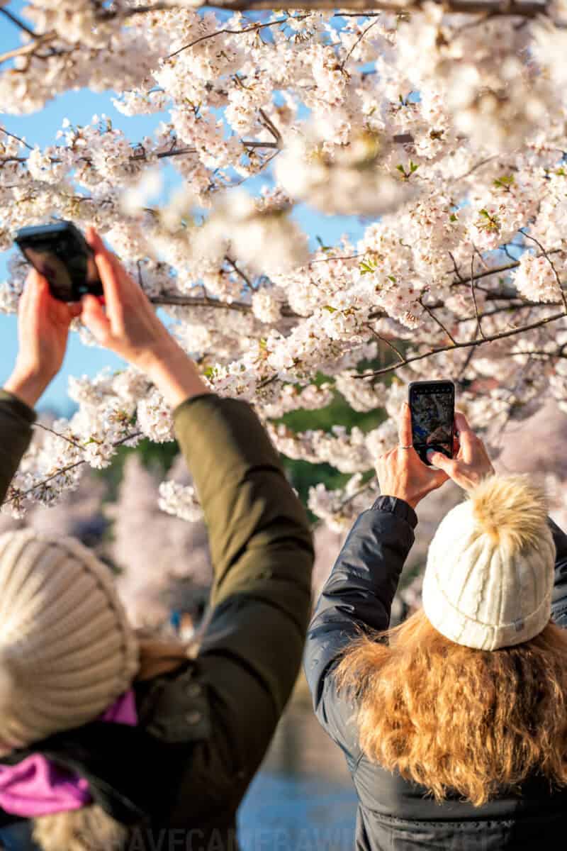 Washington DC Cherry Blossoms - March 24, 2024 - CHERRYBLOSSOMWATCH.COM. Photo by David Coleman - havecamerawilltravel.com