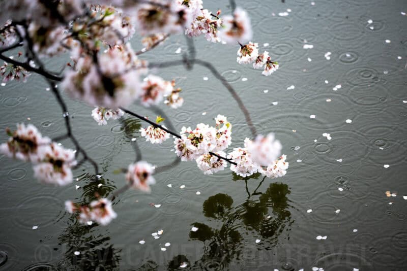 Washington DC Cherry Blossoms - March 27, 2024 - CHERRYBLOSSOMWATCH.COM. Photo by David Coleman - havecamerawilltravel.com