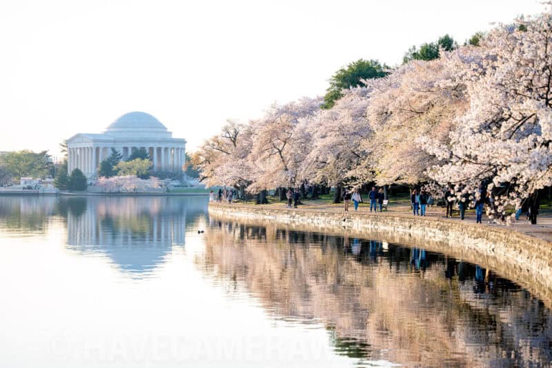Washington DC Cherry Blossoms - March 29, 2024 - CHERRYBLOSSOMWATCH.COM. Photo by David Coleman - havecamerawilltravel.com