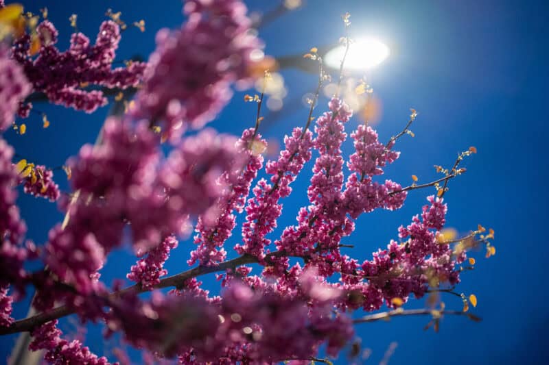 Viltrox AF 27mm f1.7 Lens Sample Image. Photo by David Coleman - havecamerawilltravel.com