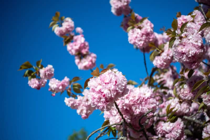 Viltrox AF 27mm f1.7 Lens Sample Image. Photo by David Coleman - havecamerawilltravel.com
