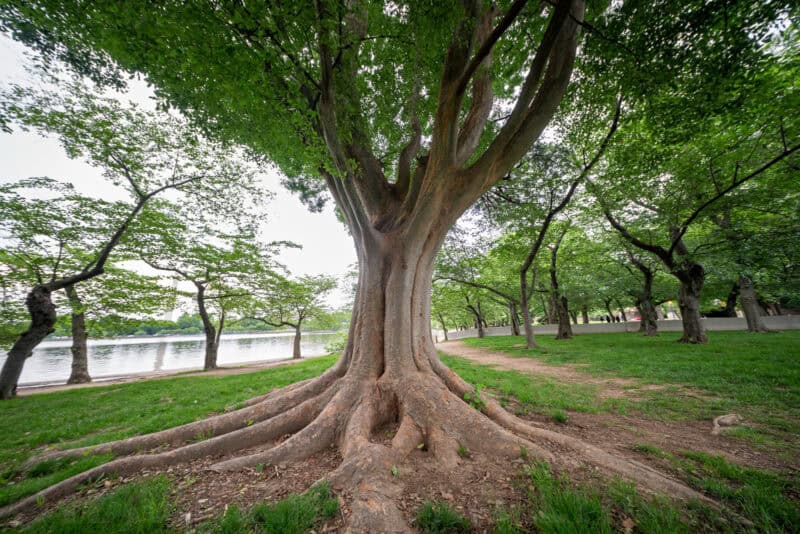 Sample image shot with a Laowa 10mm f2.8 ultra-wide-angle lens on a Nikon Z8. Photo by David Coleman - havecamerawilltravel.com