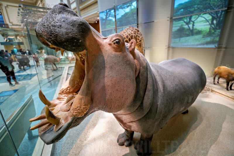 African Hippopotamus Exhibit in Mammal Hall at Smithsonian Natural History Museum. Photo by David Coleman - havecamerawilltravel.com