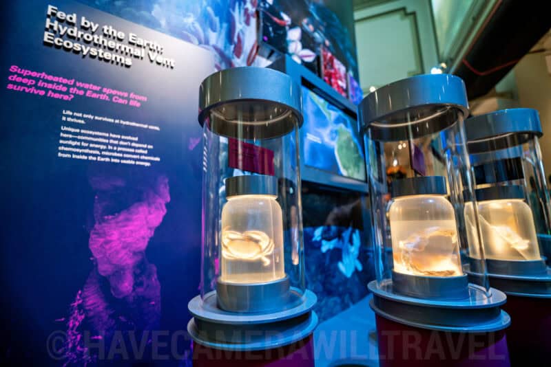 Hydrothermal Vent Ecosystem Exhibit at Smithsonian Natural History Museum in Washington DC. Photo by David Coleman - havecamerawilltravel.com