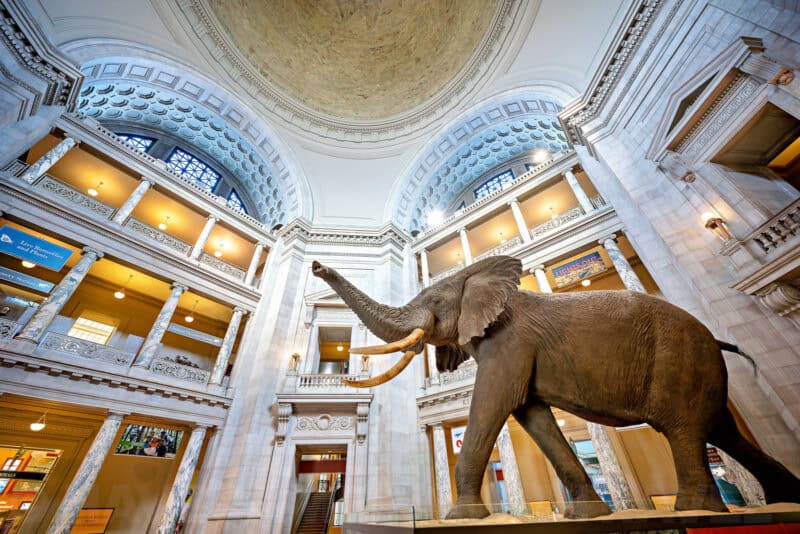Taxidermy elephant beneath the domed rotunda of the National Museum of Natural History