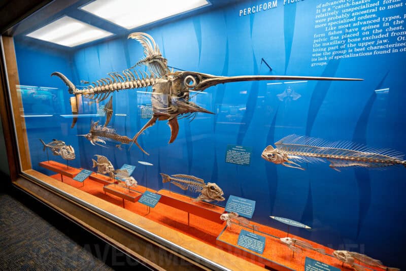 Skeletal fish specimens including a swordfish displayed in a museum exhibit case