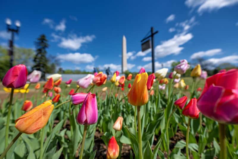 Colorful tulips in bloom with the Washington Monument rising in the background