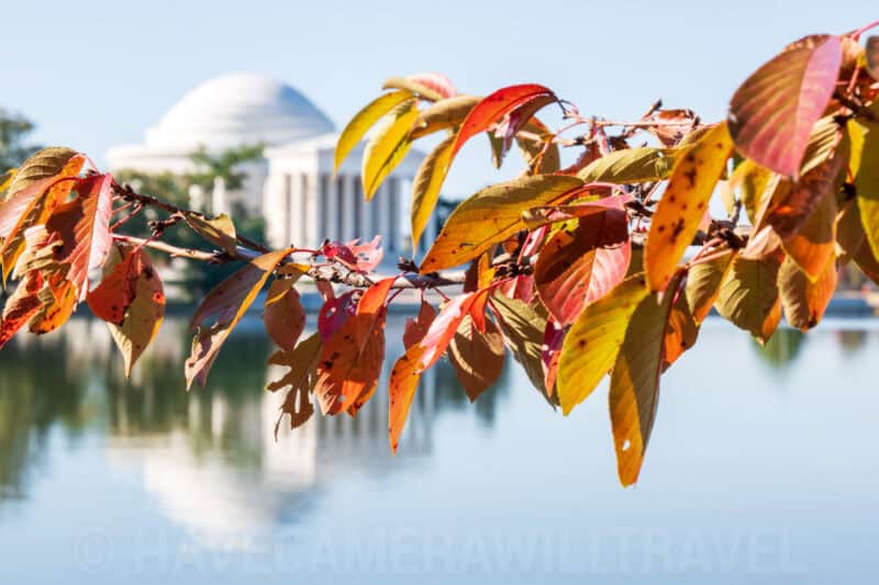 Cherry Tree Leaves In Fall Tidal Basin Jefferson Memorial Washington DC. Photo by David Coleman - havecamerawilltravel.com