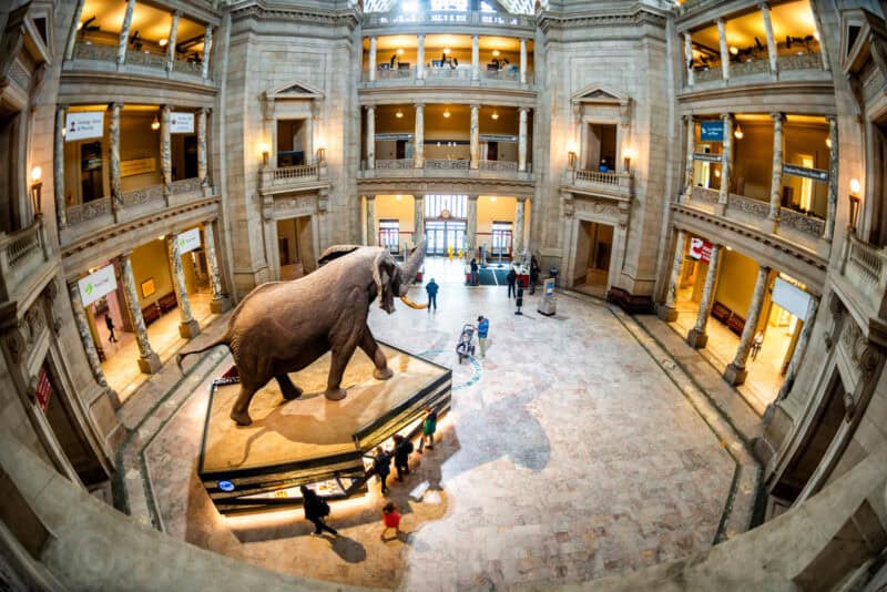 Wide fisheye view of the Smithsonian Natural History Museum's rotunda and elephant statue from above