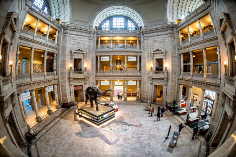 Fisheye view of the Smithsonian Natural History Museum rotunda with the taxidermy elephant centerpiece