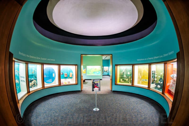 Curved teal-walled museum gallery with an oval domed ceiling and glass display cases