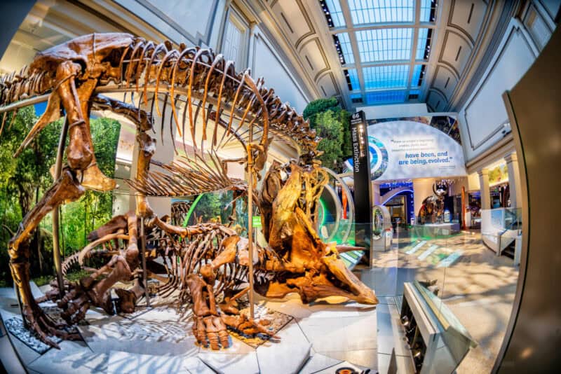 Fisheye view of a large dinosaur skeleton mount looming over a museum hall