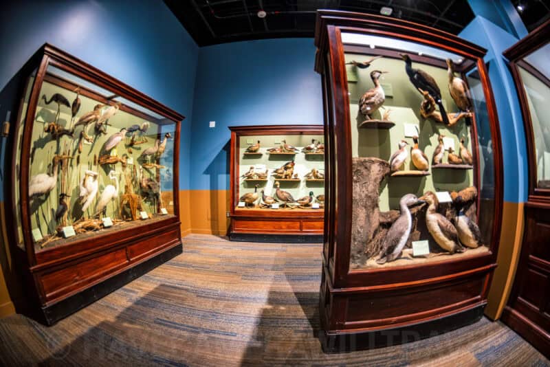 Taxidermy bird specimens displayed in tall wood-framed glass cases in a museum gallery