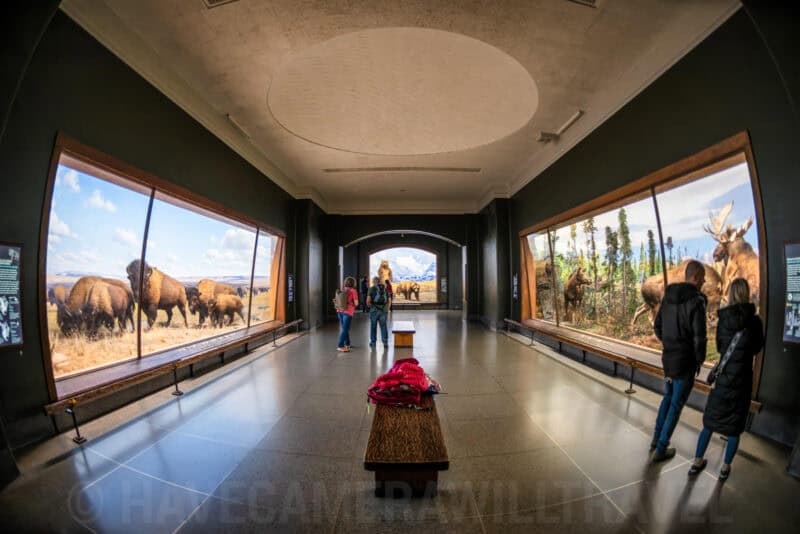 Fisheye gallery view of bison and moose taxidermy dioramas facing each other in a museum corridor