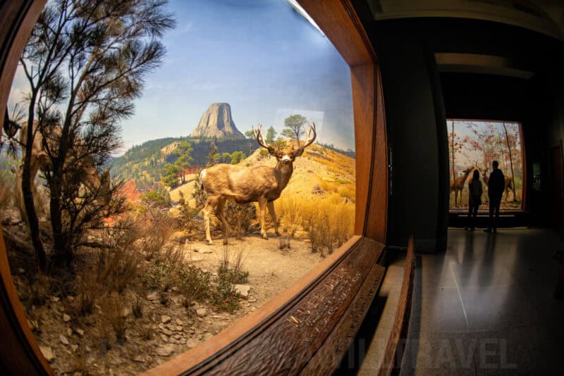 Taxidermy deer diorama with a painted backdrop of Devils Tower seen through a rounded display window