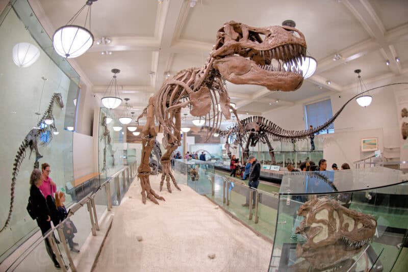 Fisheye view of a Tyrannosaurus rex skeleton towering over visitors in a museum dinosaur hall