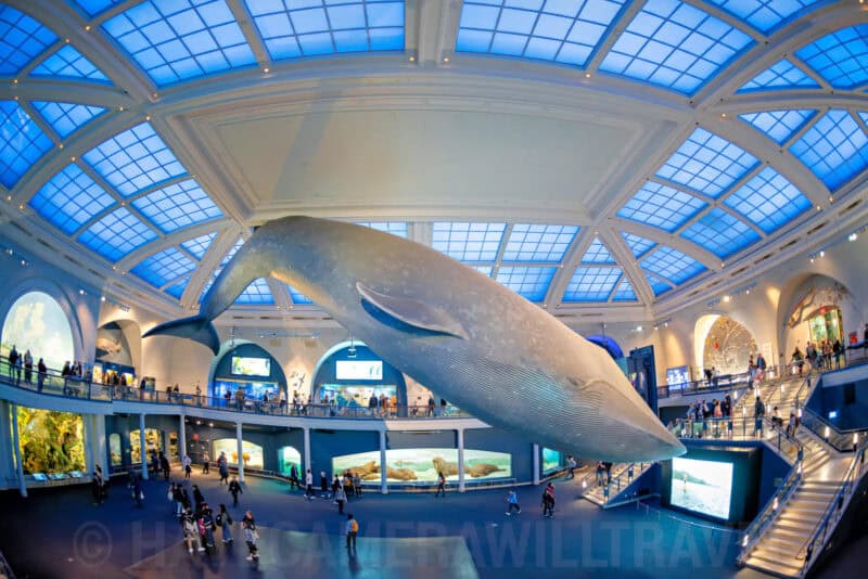 Blue whale model suspended above the crowded ocean life hall beneath a domed glass ceiling