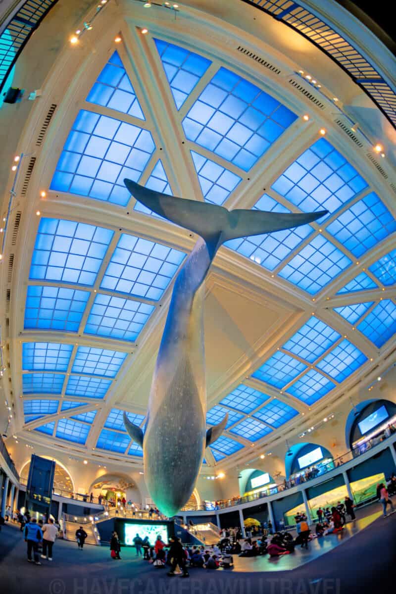 Blue whale model diving beneath a domed glass skylight in the Milstein Hall of Ocean Life