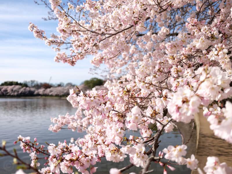 Pink cherry blossom branches overhanging the calm water of the Tidal Basin