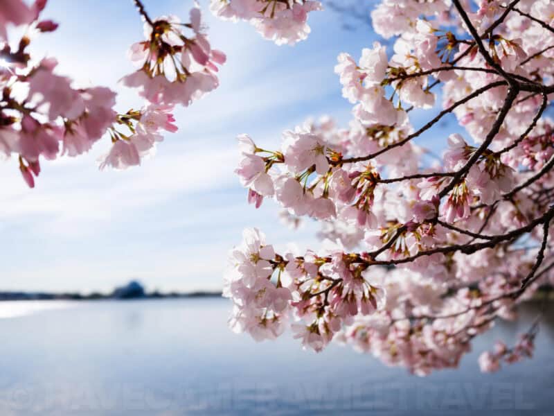 Cherry blossom branches frame the Jefferson Memorial across the Tidal Basin in Washington DC