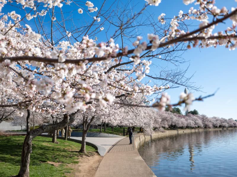 Washington Monument seen past blooming cherry trees along the Tidal Basin path