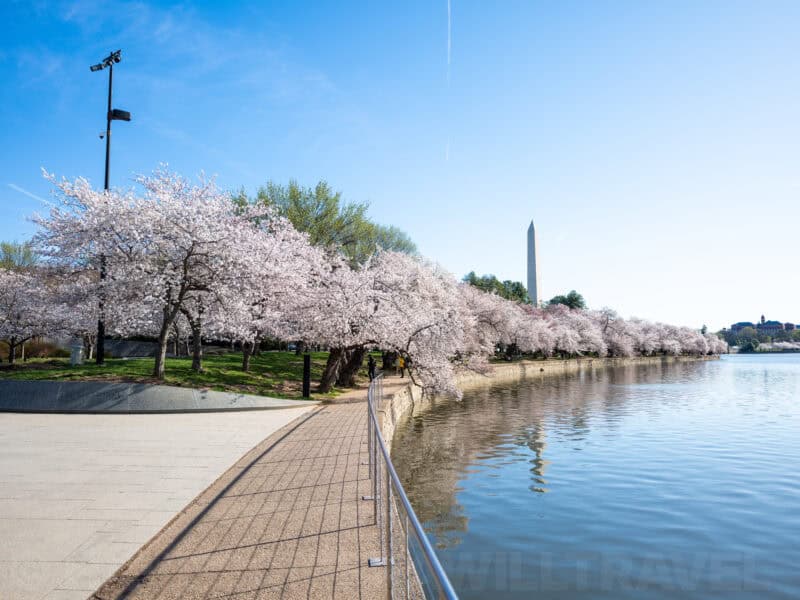 Washington Monument rising beyond a row of blooming cherry blossom trees by the Tidal Basin