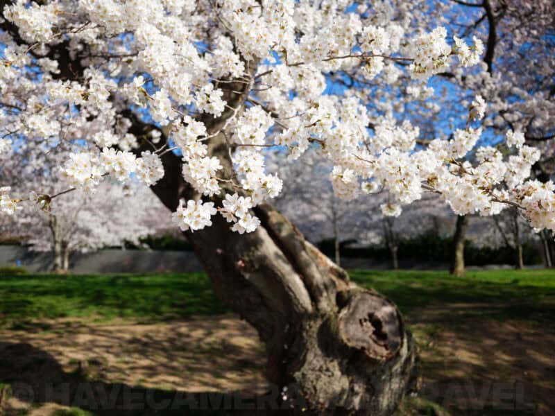 Gnarled cherry blossom tree trunk with blooming branches over green Tidal Basin lawn