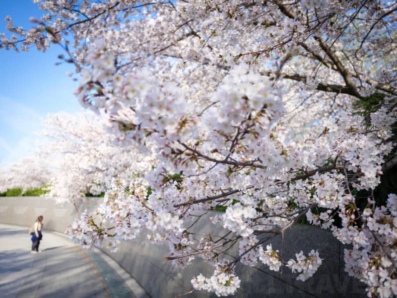 Cherry blossom branches arching over a curved pathway beside the MLK Memorial wall
