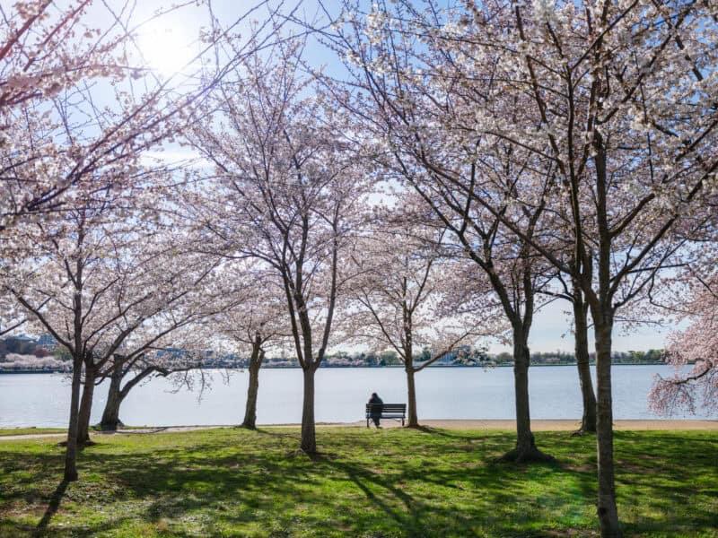 Solitary figure on a bench beneath cherry blossom trees beside the Tidal Basin