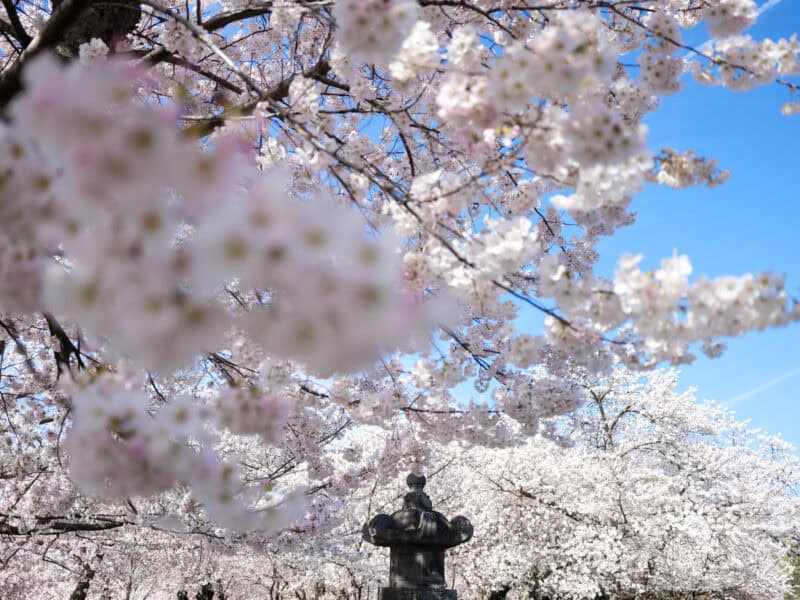 Stone lantern beneath a canopy of blooming cherry blossom branches against blue sky