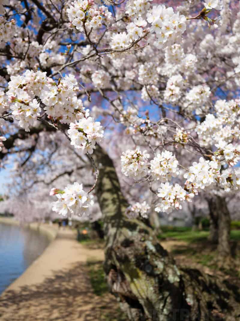 Sunlit cherry blossom branches overhanging a Tidal Basin pathway with a gnarled tree trunk