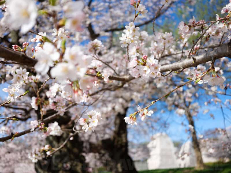 Close-up of white cherry blossom clusters with a monument visible in the blurred background