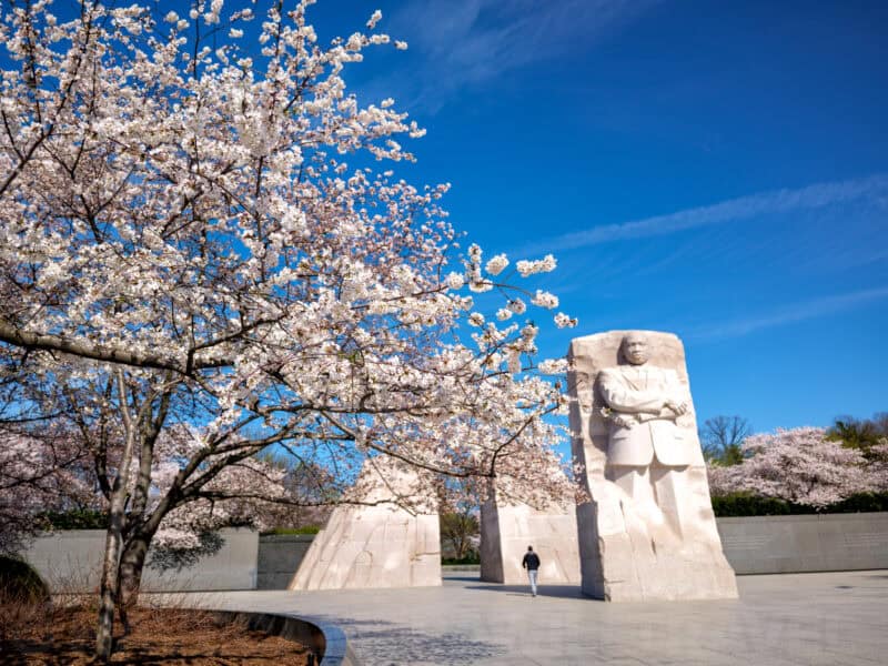 Martin Luther King Jr Memorial stone figure viewed through blooming cherry blossom branches