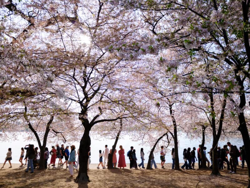 Crowds strolling beneath blooming cherry blossom trees along the Tidal Basin waterfront